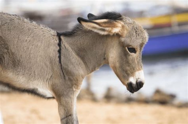 What Are Baby Donkeys Called? Discover the Fascinating World of Donkeys